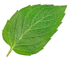 Mint leaves with Clipping Path