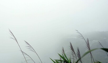 A pampas grass on the mountain with very foggy background, enviroment concept.