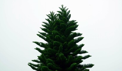 Close up veiw of a pine tree  on a foggy day on the mount