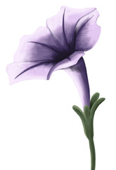 Ilustración de petunia purpura aislada - obrazy, fototapety, plakaty