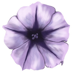 Ilustración de petunia purpura aislada vista de frente - obrazy, fototapety, plakaty