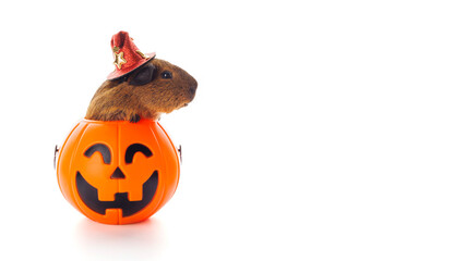 Guinea pig sitting in Halloween trick or treat bucket on white background