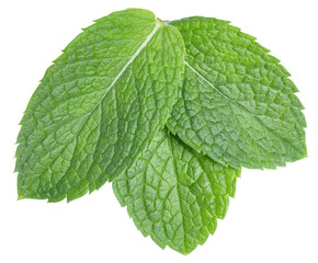 Mint leaves isolated on white