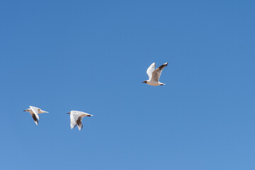 Flock of three seagulls in flight in a clear sky.
