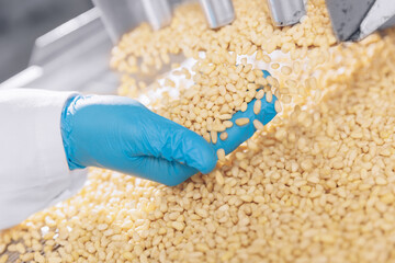 Closeup raw pine nuts without shell in blue gloves of worker hand, production line. Industrial...