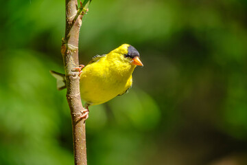 American Goldfinch (Spinus tristis)