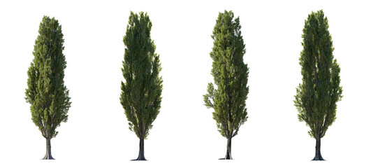 Poplar trees isolated png in sunny daylight and in lighting against sun a transparent background premium cutout