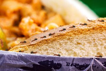 House ants, walking around the house, red ant on the floor eating dirt or sugar, insect pest problems inside the apartment