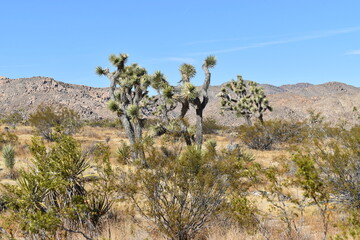 joshua tree national park
