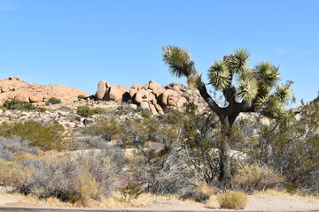 joshua tree