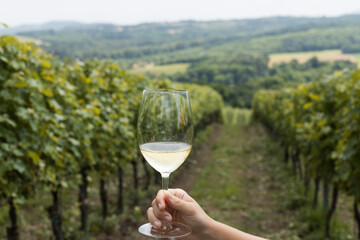 Glass of white wine with vineyards background
