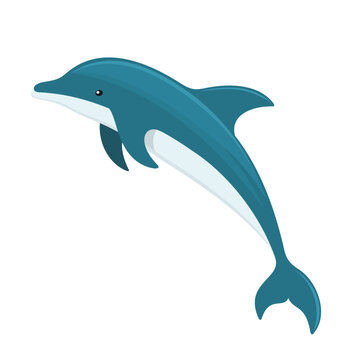 dolphin vector art illustration cartoon design
