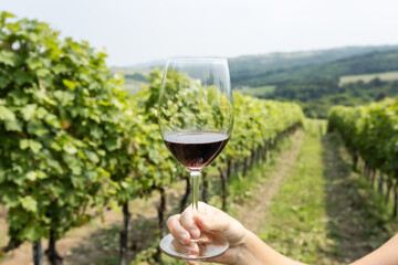 Glass of red wine with green bright vineyard background