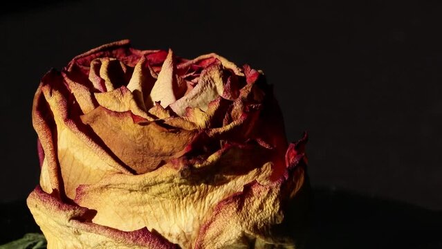Closeup of withered rose petals.