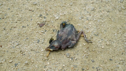 A fly sits on the carcass of a baby bird that has fallen from the nest