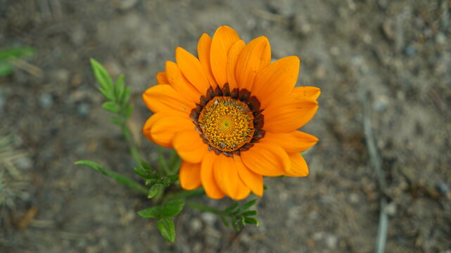 A close-up photo of a single orange flower