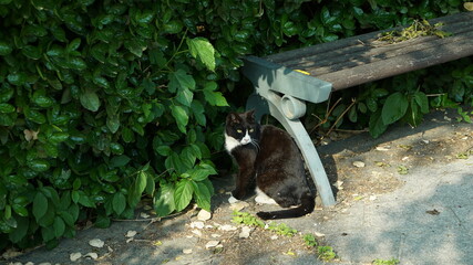 Dirty black wild cat with dirt on body