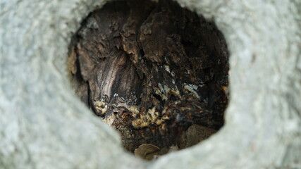 Inside a hole in a tree