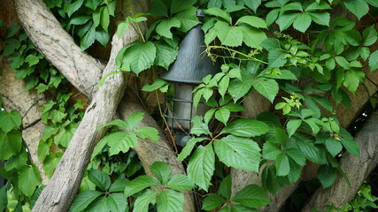Lantern hidden by trees and vines