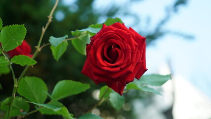 One damaged red rose in an outdoor park