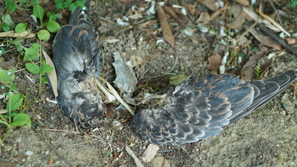 The remains of a pigeon attacked by a feral cat