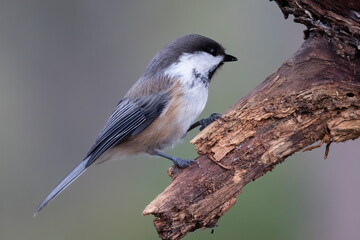 Siberian tit