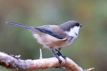 Fototapeta premium Siberian tit