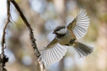 Siberian tit