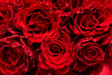Red rose buds close-up