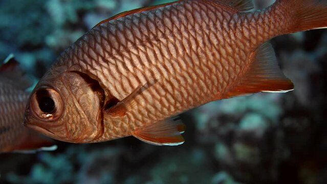 Soldierfish, Myripristis sp. face on, is hiding under a coral, Maldives, Indian Ocean, Asia