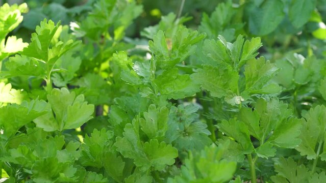 leaves of flowering celery in summer on a plantation.growing greens and vegetables. Agriculture. celery blossom