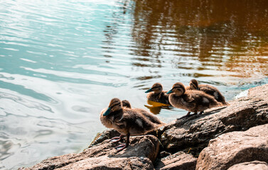 ducks in the lake