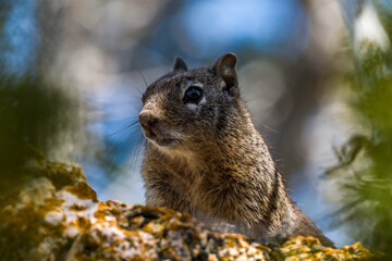 Rock Squirrel in the Forest