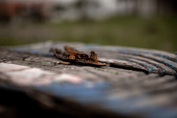 Bee ona wooden chair