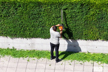Fototapeta premium Landscaper is trimming green hedge. Professional gardener in a uniform cuts cypress leaves