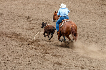 A cowgirl is riding a horse in pursuit of a calf. She is trying to lasso the calf in a rodeo...