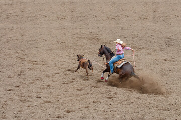 A cowgirl is riding a horse in pursuit of a calf. She is trying to lasso the calf in a rodeo...