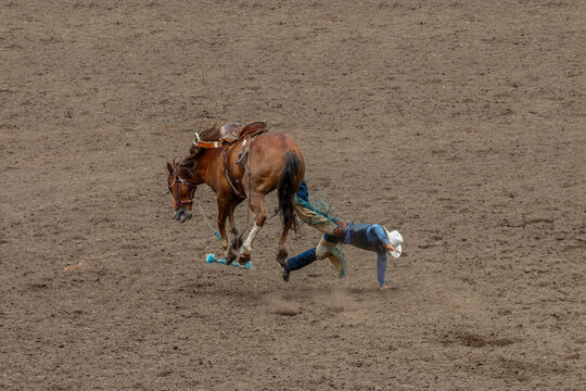 A cowboy is falling off a bucking bronco at a rodeo in an arena. The horse has all four legs off the ground. The cowboy is wearing blue with a white hat. They are in a dirt arena.