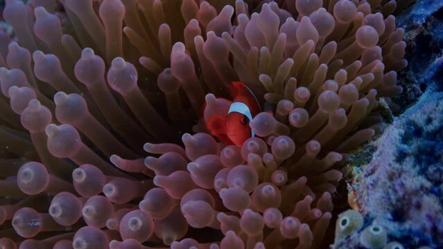 A Spinecheek anemonefish (Premnas biaculeatus) snuggles into the tentacles of its host anemone, Raja Ampat, Indonesia, Asia