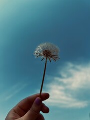 dandelion unusual growth