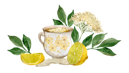 Elderberry, elderflowers and lemon cup of tea illustration. Summer drink, beverage, home grown medicine plant, apothecary ingredient, healthy organic food. Print, broshure, poster, postcard