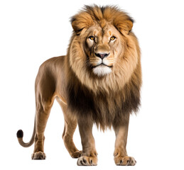 Fototapeta premium Lion animal isolated