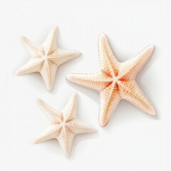 three distinct varieties of white starfish, each isolated on a transparent background.