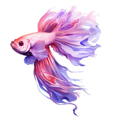 Fototapeta premium Beautiful siamese fish isolated