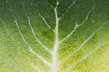 Green leaf texture, detail of the epidermis of the Savoy cabbage leaf, natural concept