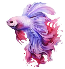 Obraz premium Beautiful siamese fish isolated