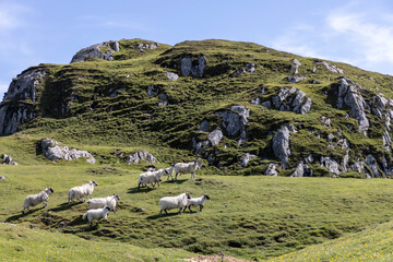 Fototapeta na wymiar A flock of sheep on the isle of Colonsay, Scotland