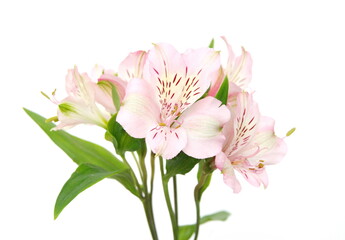 Pink Alstroemeria in bloom, commonly called the Peruvian lily or lily of the Incas, genus of flowering plants in the family Alstroemeriaceae, on white background