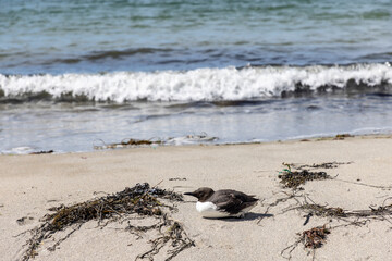young guillemot on the beach