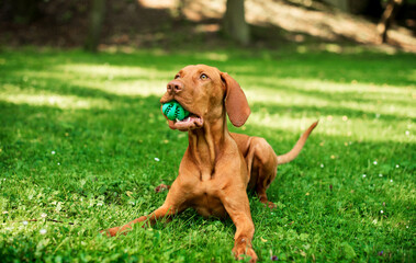 A dog of the Hungarian Vizsla breed lies on the green grass in the park. The dog holds a toy ball in its mouth. The photo is blurred